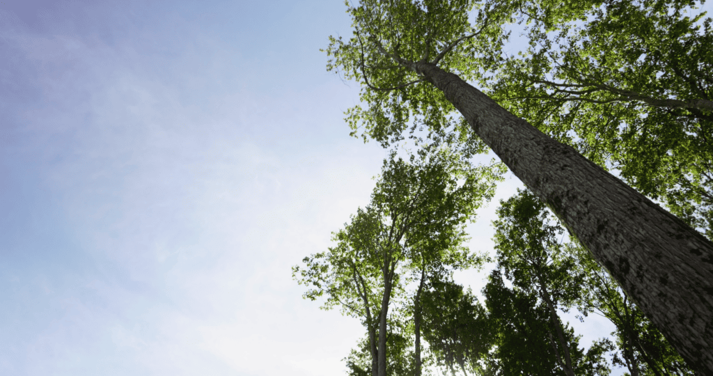 Looking up through the mature tree canopy at Oakridge Estates in Goshen Township, Clermont County, Ohio